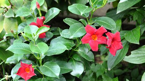 1.50m petite skinny brazilian, jasmine|How to Care for Brazilian Jasmine Plant (Mandevilla .